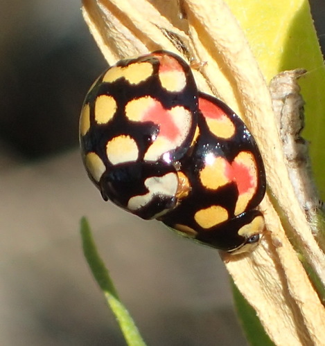 Sulfurous Lady Beetle