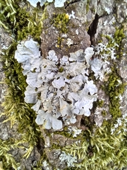 Parmelia sulcata