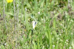 Zegris eupheme
