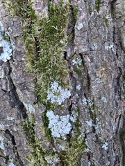 Parmelia sulcata