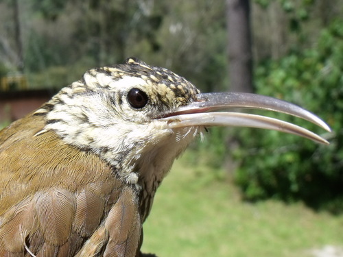 White-striped Woodcreeper