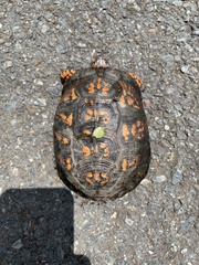 Aedes canadensis canadensis