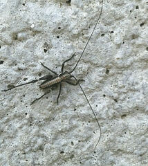 Antaxius spinibrachius
