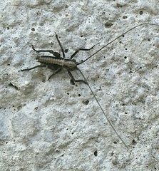Antaxius spinibrachius