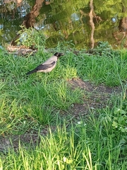 Corvus cornix