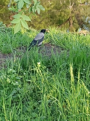 Corvus cornix