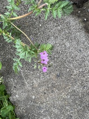 Erodium cicutarium
