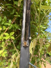 Bombus
