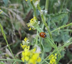 Coccinella septempunctata