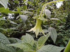 Jaltomata viridiflora