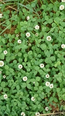 Trifolium repens