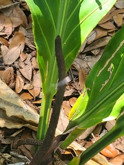 Anthurium hookeri
