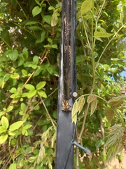 Bombus