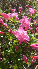 Rhododendron