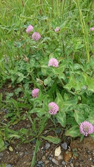 Trifolium pratense