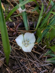 Calochortus minimus