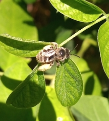 Megachile
