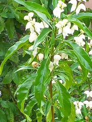 Justicia aconitiflora