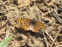 Melitaea trivia