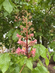 Aesculus