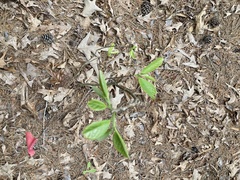 Asimina triloba