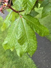 Aesculus