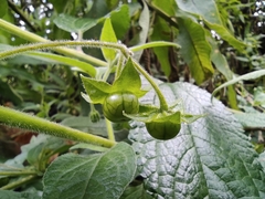 Jaltomata viridiflora