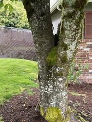 Aesculus