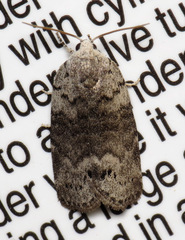 Polygrammate cadburyi