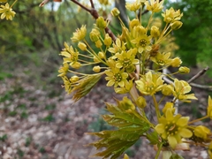 Acer platanoides
