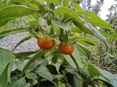 Jaltomata viridiflora