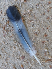 Columba palumbus