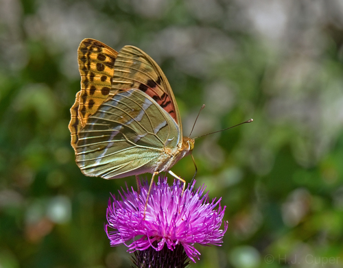 Cardinal Butterfly