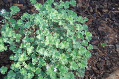 Pelargonium fragrans