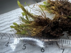 Ptychostomum creberrimum