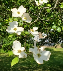 Cornus florida