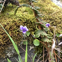 Viola guatemalensis