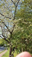 Cornus florida