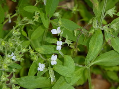 Collinsia childii