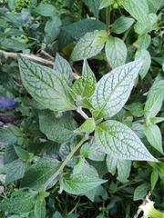 Jaltomata viridiflora