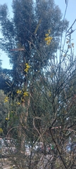 Spartium junceum