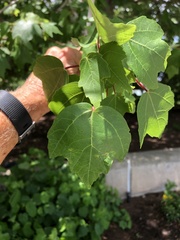 Chionanthus retusus