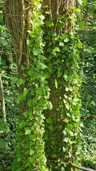 Hedera helix