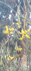 Spartium junceum