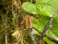 Scaphyglottis punctulata