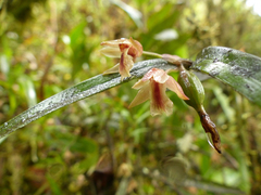 Scaphyglottis punctulata