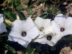Exodeconus maritimus