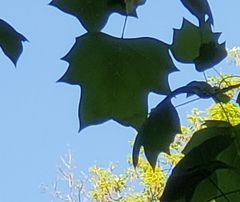 Liriodendron tulipifera