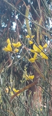 Spartium junceum