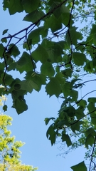 Liriodendron tulipifera